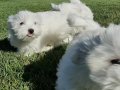 MALTESE TERRIER YAVRULARI SAĞLIK VE IRK GARANTİLİ 
