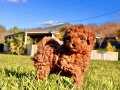 SECERELİ TOY POODLE YAVRULARI İSTANBUL 