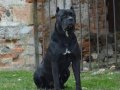 CANE CORSA YAVRULARİ İSTANBUL 