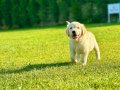EFSANE GOLDEN RETRIEVER YAVRULARI ISTANBUL 