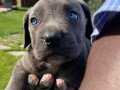 CANE CORSA YAVRULARI 