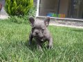BLUE FRENCH BULLDOG YAVRULARI 