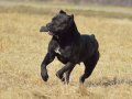 CANE CORSA YAVRULARI ISTANBUL 