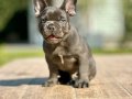 TÜRKİYENİN EN ÖZEL FRENCH BULLDOG YAVRULARI 