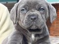 Kralların bekçi köpeği Cane Corsa Yavrulari