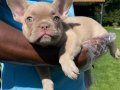 MUHTEŞEM FRENCH BULLDOG YAVRULARI 