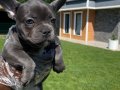 BLUE FRENCH BULLDOG YAVRULARI 