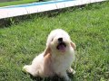ÇOK GÜZEL MALTİPOO YAVRULARİ 