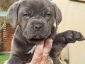 RUHSATLİ ÇİFLİKTEN CANE CORSA YAVRULARI 