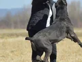 KRALLARIN KÖPEĞİ CANE CORSA YAVRULARI 