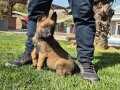 Belçika malinois yavruları 