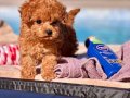 HARİKA POODLE YAVRULARI İSTANBUL 