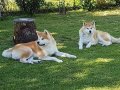 JAPON AKİTA INU YAVRULARİ İSTANBUL 