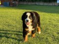GERÇEK BİR DOST RUHSATLİ ÇİFLİKTEN BERNESE YAVRULARI 