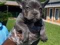 TÜRKİYENİN EN ÖZEL FRENCH BULLDOG YAVRULARI SİZLERİ 