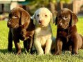 MUTLU VE SAĞLIKLI LABRADOR RETRİEVER YAVRULARI 