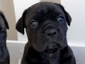 CANE CORSA YAVRULARI KOPEK EĞİTİM MERKEZİNDEN