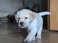 LABRADOR RETRIEVER YAVRULARI EŞSİZ BİR DENEYİM İÇİN 
