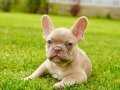 MUHTEŞEM RENKLERDEN FRENCH BULLDOG YAVRULARI İSTANBUL 