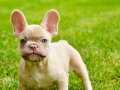 TÜRKİYENİN EN ÖZEL FRENCH BULLDOG YAVRULARI İSTANBUL 