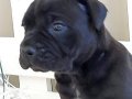 CANE CORSA YAVRULARI İSTANBUL 