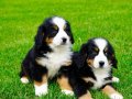 EFSANE GÜZEL BERNESE MOUNTAİN DOG YAVRULARI İSTANBUL