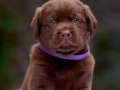 LABRADOR RETRIEVER YAVRULARI ISTANBUL 