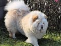 Chow Chow Yavruları istanbul 