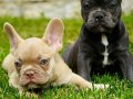 MUHTEŞEM FRENCH BULLDOG YAVRULARI 