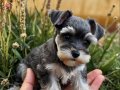 RUHSATLİ ÇİFLİKTEN SCHNAUZER YAVRULARI 