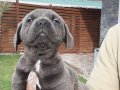 KRALLARIN KÖPEĞİ CANE CORSA YAVRULARI İSTANBUL 
