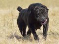A KALİTE CANE CORSA YAVRULARI İSTANBUL 