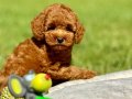 EĞİTİMLİ POODLE BEBEKLERİ SİZLERİ BEKLİYOR 