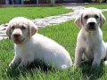RUHSATLİ ÇİFLİKTEN EĞİTİMLİ LABRADOR YAVRULARI İSTANBUL 