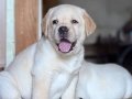TÜRKİYENİN EN ÖZEL RUHSATLİ ÇİFLİĞİNDEN LABRADOR YAVRULARI 