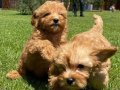 RUHSATLİ ÇİFLİKTEN MALTİPOO YAVRULARİ ISTANBUL 