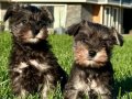 SCHNAUZER YAVRULARI ISTANBUL