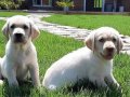 LABRADOR RETRIEVER YAVRULARI ISTANBUL 
