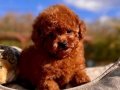 RUHSATLİ ÇİFLİKTEN ÖZEL POODLE YAVRULARI SİZLERİ BEKLİYOR 