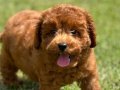TOY POODLE YAVRU İSTANBUL 
