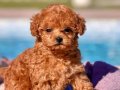 EN MINI POODLE SİZLERİ BEKLİYOR 