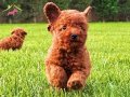 Red Brown Toy Poodle Yavruları 