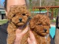 Zekası ve Hipoalerjenik Yapısıyla Red Brown Toy Poodle Yavruları 