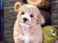 Zeki ve Tüy Dökmeyen Yapısıyla Maltipoo Yavruları Sizi Bekliyor