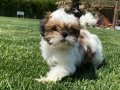 SHIH TZU YAVRULARI İSTANBUL 