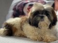 Zekası ve Hipoalerjenik Yapısıyla Shih Tzu Yavruları Sizleri Bekliyor