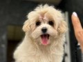 EĞİTİMLİ MALTIPOO YAVRULARI İSTANBUL ÇEKMEKÖY