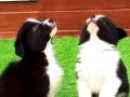 Border Collie Yavruları İstanbul
