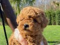 Zekasıyla Fark Yaratan Tüy Dökmeyen Kızıl Toy Poodle Yavruları