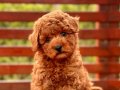 Zeki Toy Poodle Yavrusu İstanbul
